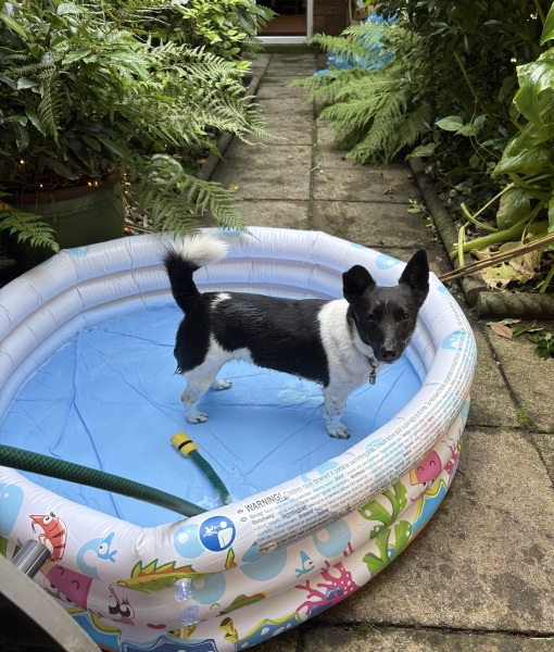 Heatwave! How are your doggos?