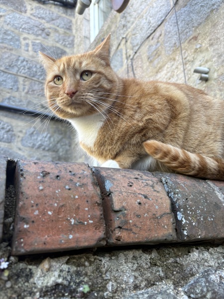 Sense check needed - puking cat