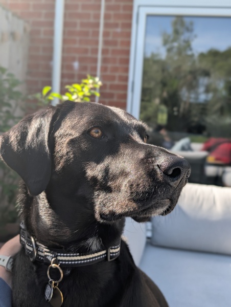 What breed mix would you put this chap as?