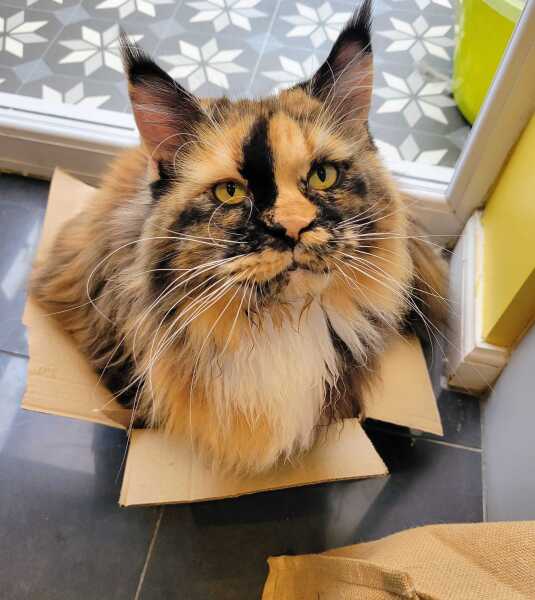 This is a picture of my cat. Where is a picture of your cat?