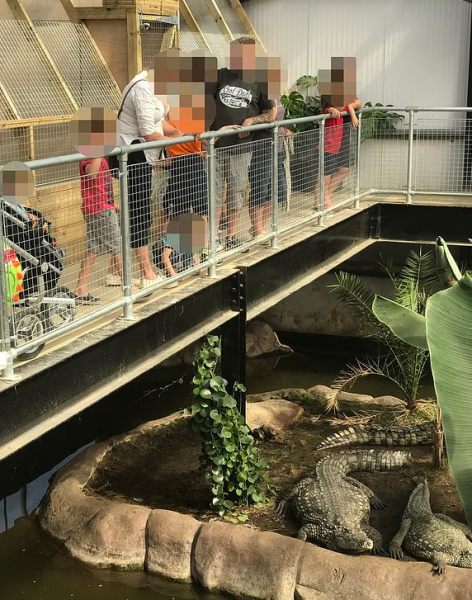 3 year old injured by crocodiles - man arrested