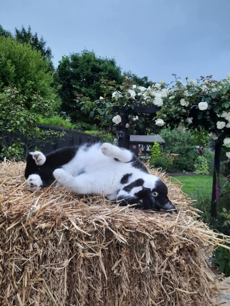This is a picture of my cat. Where is a picture of your cat?