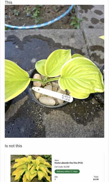 Incorrect hostas delivered and poor customer service from gardening company