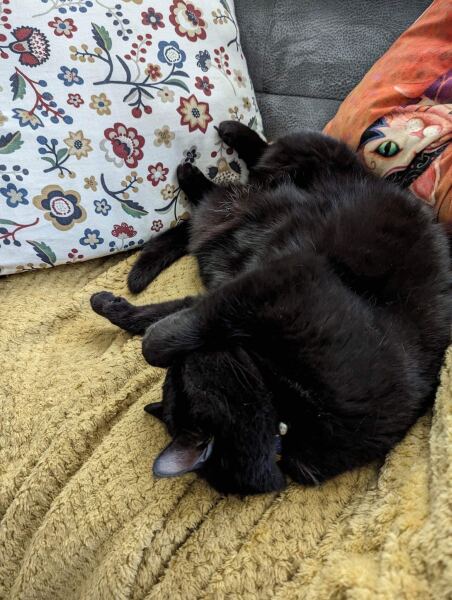 This is a picture of my cat. Where is a picture of your cat?