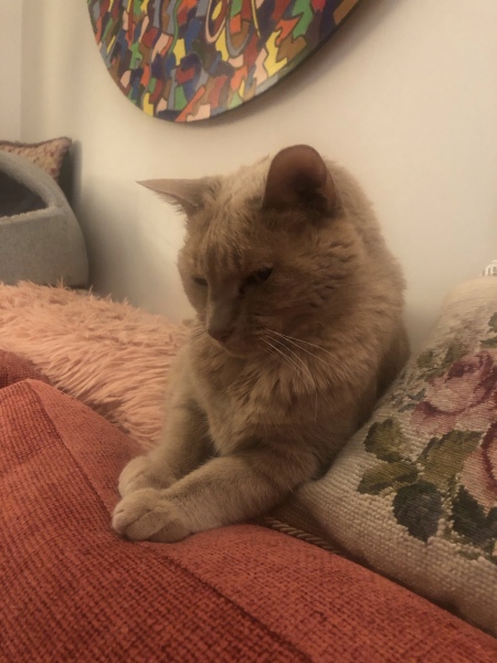 This is a picture of my cat. Where is a picture of your cat?