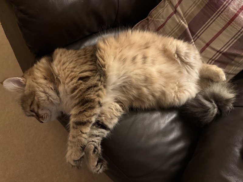 Is this a known cat pose or is mine just a (beautiful) weirdo?