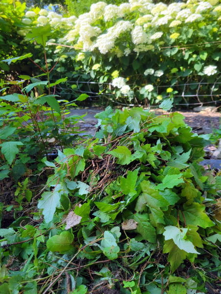 What have you done in the garden today? Part 9
