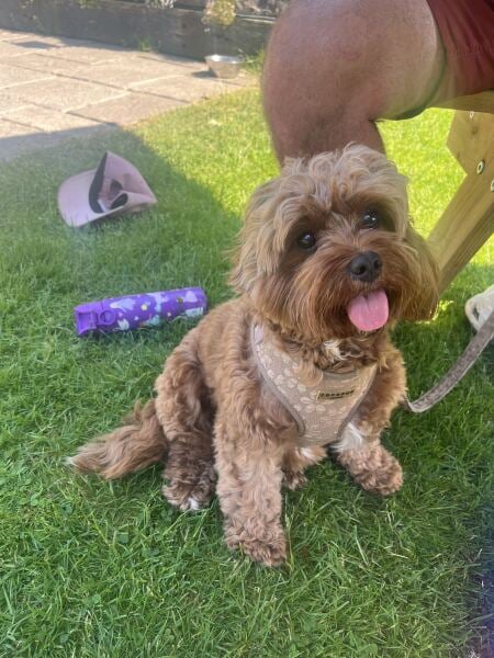 Cockapoo or Cavapoo