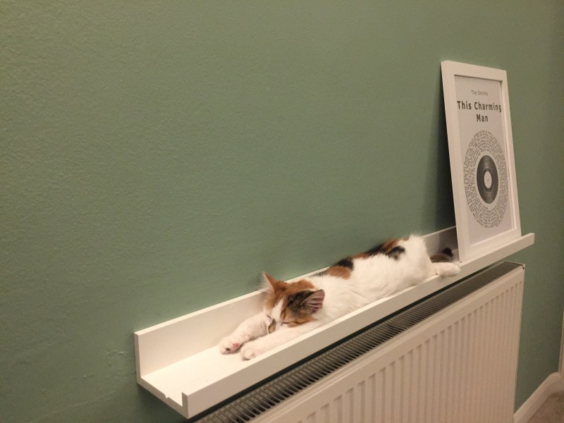 Is this a known cat pose or is mine just a (beautiful) weirdo?