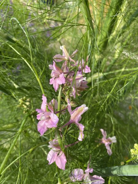 Plant IF request