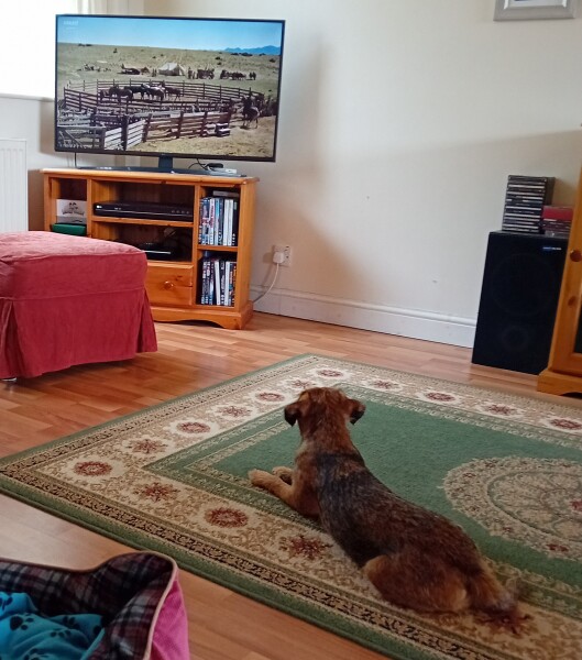 Does anyone else's dog seem fascinated by football on TV?