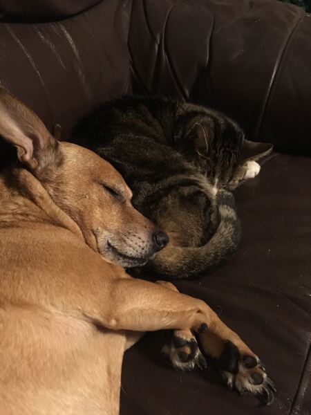 Dog breeds with low prey drive to live with an indoor cat