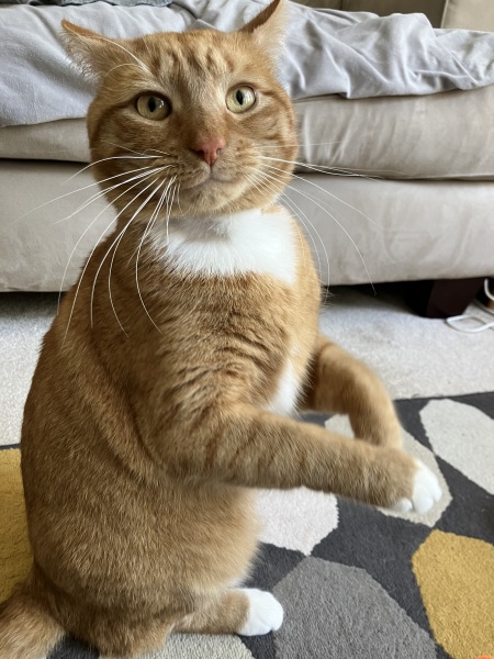 Most adorable thing your cat does?