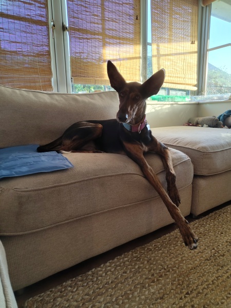 Heatwave! How are your doggos?