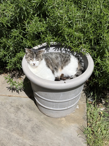 This is a picture of my cat. Where is a picture of your cat?
