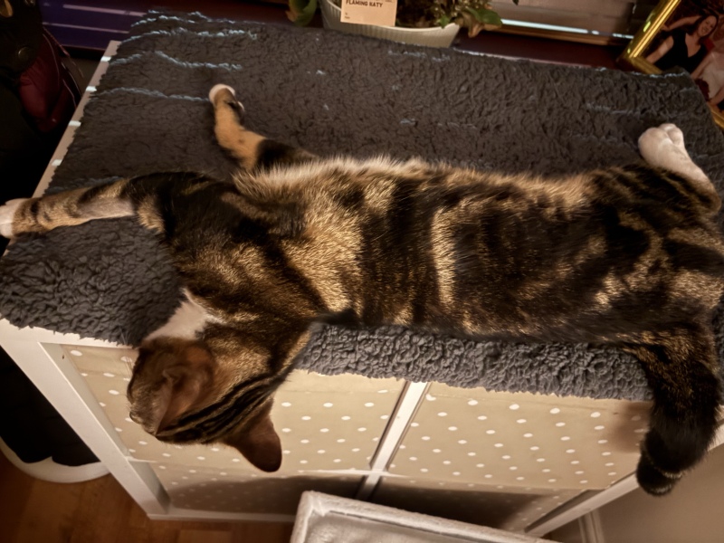 Is this a known cat pose or is mine just a (beautiful) weirdo?