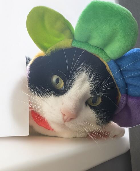 This is a picture of my cat. Where is a picture of your cat?