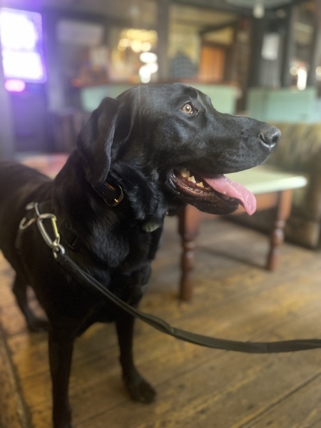 Entitled behaviour of some dog owners