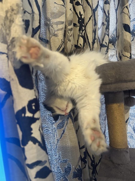 My cat is melting and running down the arm of the sofa.