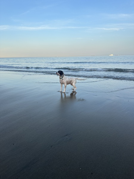 Heatwave! How are your doggos?