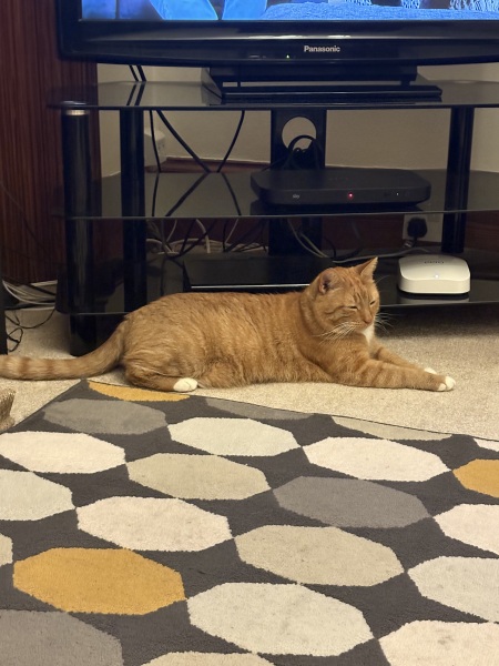 Sense check needed - puking cat