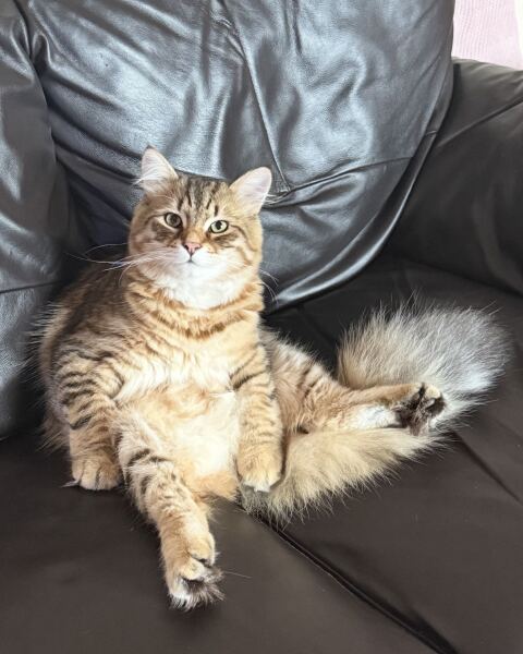 This is a picture of my cat. Where is a picture of your cat?