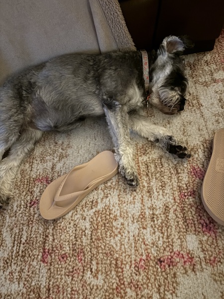 Heatwave! How are your doggos?