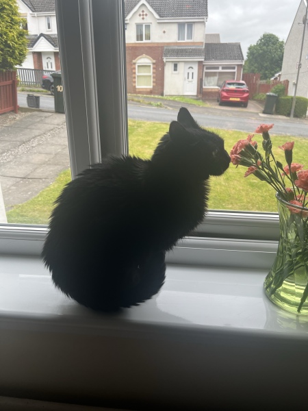 This is a picture of my cat. Where is a picture of your cat?