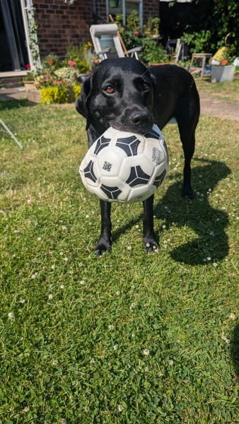 Heatwave! How are your doggos?