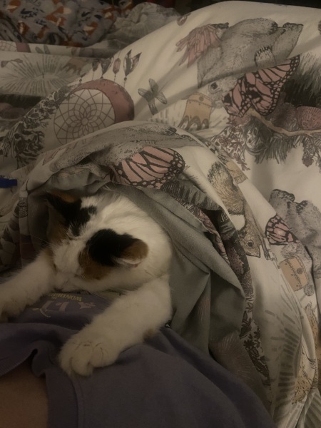 Is this a known cat pose or is mine just a (beautiful) weirdo?