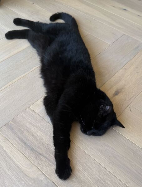 My cat is melting and running down the arm of the sofa.