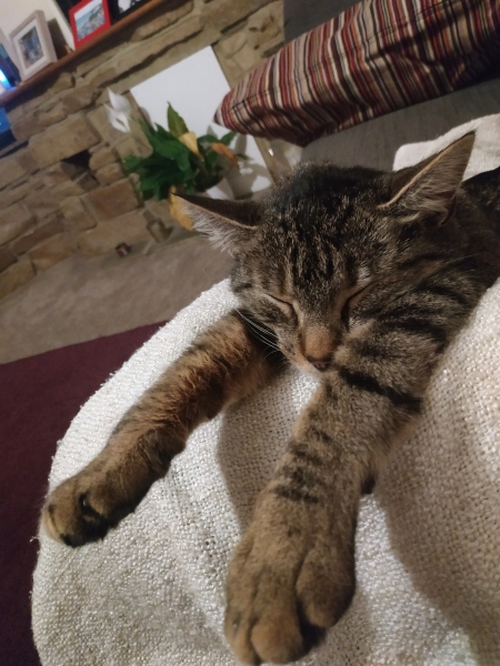 Is this a known cat pose or is mine just a (beautiful) weirdo?