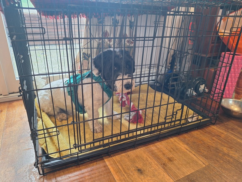 How to manage 2 weeks rest for 4yo dog with suspected disk problem