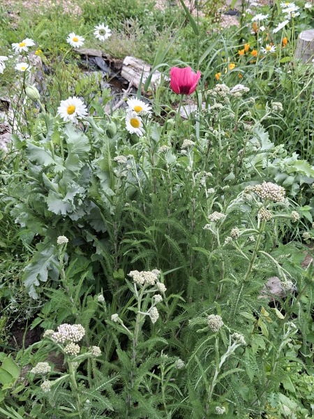 2026 Allotmenteers - have we lost the plot?!