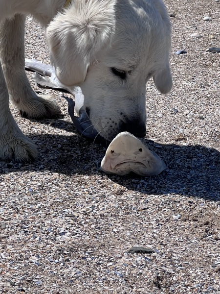What is your dogs unusual skill?