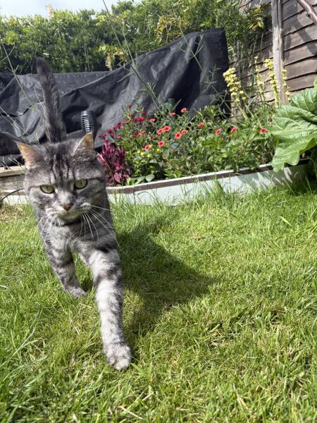 This is a picture of my cat. Where is a picture of your cat?