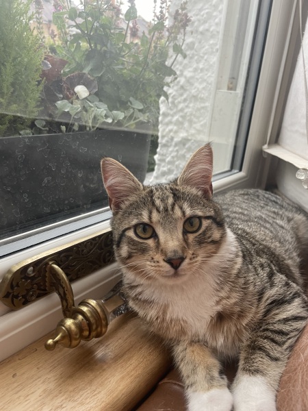 Look at new rescue kitten!