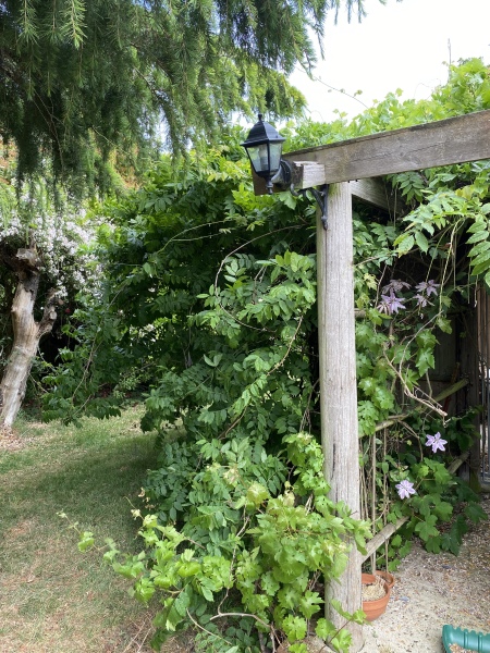 Why do people want to rip every plant out of their gardens?!