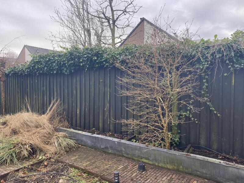 AIBU to object to a neighbour growing ivy on our fence?
