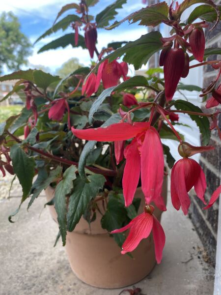 Bergonia not what was advertised on Farmer Gracy