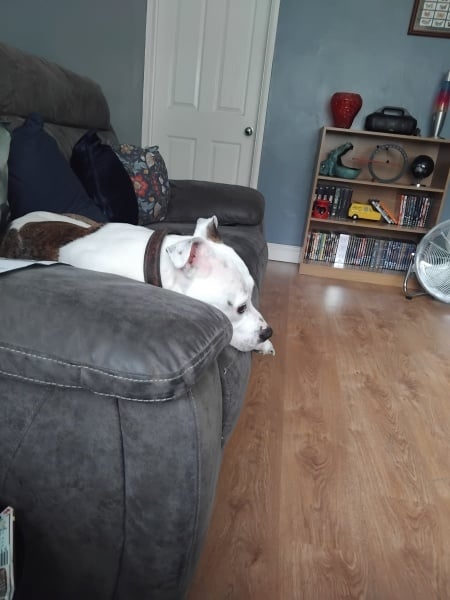 What's the weirdest thing your pet is scared of?