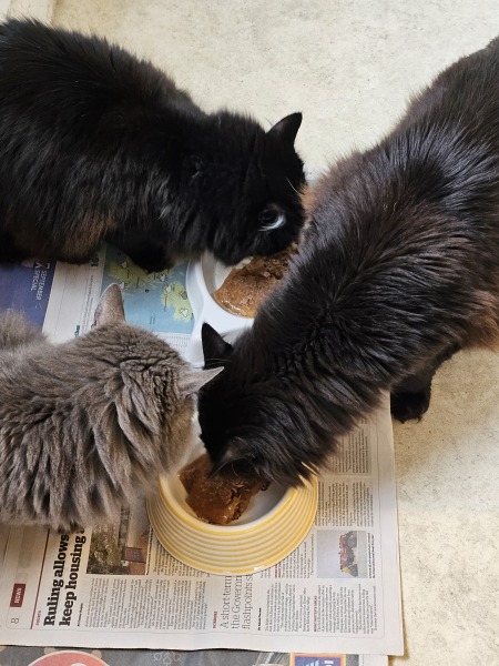 A really stupid question: but how often do you feed your cat?