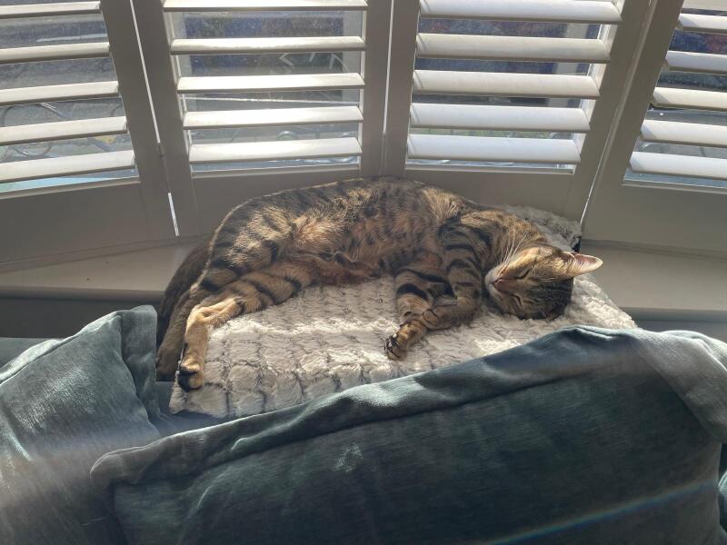 My cat is melting and running down the arm of the sofa.