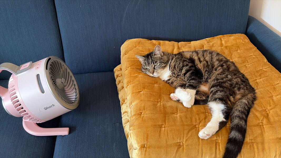 Molten cats