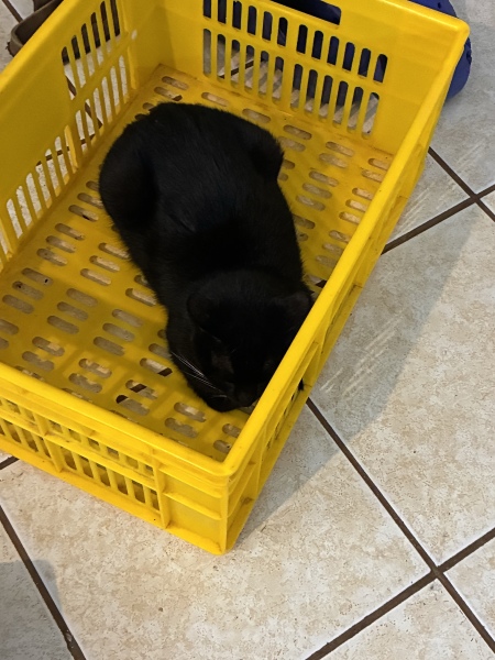 Cat is sulking.