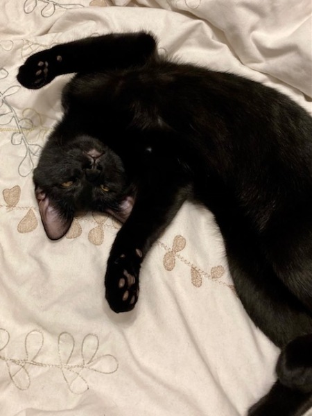 This is a picture of my cat. Where is a picture of your cat?