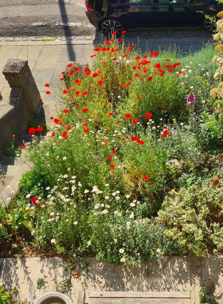 Why do people want to rip every plant out of their gardens?!