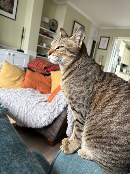 Sitter problems reassurance needed