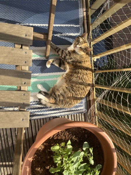 Get A Compass! The Excellent Cats embrace a new rallying cry