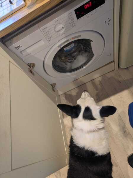 What is your dogs unusual skill?